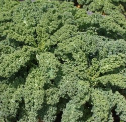 Vates Blue Curled kale